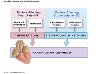 © 2012 Pearson Education, Inc.
Figure 20-20 Factors Affecting Cardiac Output
End-systolic
volume
End-diastolic
volume
Hormones
Autonomic
innervation
STROKE VOLUME (SV) = EDV – ESVHEART RATE (HR)
CARDIAC OUTPUT (CO) = HR × SV
Factors Affecting
Heart Rate (HR)
Factors Affecting
Stroke Volume (SV)
 
