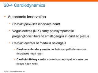 © 2012 Pearson Education, Inc.
20-4 Cardiodynamics
• Autonomic Innervation
• Cardiac plexuses innervate heart
• Vagus nerves (N X) carry parasympathetic
preganglionic fibers to small ganglia in cardiac plexus
• Cardiac centers of medulla oblongata
• Cardioacceleratory center controls sympathetic neurons
(increases heart rate)
• Cardioinhibitory center controls parasympathetic neurons
(slows heart rate)
 