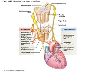 © 2012 Pearson Education, Inc.
Figure 20-21 Autonomic Innervation of the Heart
Cardioinhibitory
center
Cardioacceleratory
center
Vagal nucleus
Medulla
oblongata
Vagus (N X)
Spinal cord
Parasympathetic
Parasympathetic
preganglionic
fiber
Synapses in
cardiac plexus
Parasympathetic
postganglionic
fibers
Cardiac nerve
Sympathetic
postganglionic fiber
Sympathetic
preganglionic
fiber
Sympathetic
ganglia (cervical
ganglia and
superior thoracic
ganglia [T1–T4])
Sympathetic
 
