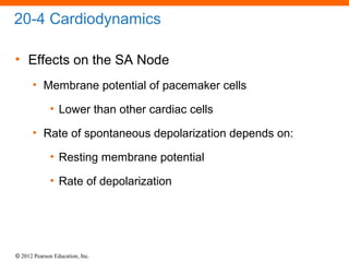 © 2012 Pearson Education, Inc.
20-4 Cardiodynamics
• Effects on the SA Node
• Membrane potential of pacemaker cells
• Lower than other cardiac cells
• Rate of spontaneous depolarization depends on:
• Resting membrane potential
• Rate of depolarization
 