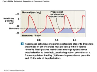 © 2012 Pearson Education, Inc.
Figure 20-22a Autonomic Regulation of Pacemaker Function
Prepotential
(spontaneous
depolarization)
Normal (resting)
Membrane
potential
(mV)
Threshold
Heart rate: 75 bpm
Pacemaker cells have membrane potentials closer to threshold
than those of other cardiac muscle cells (–60 mV versus
–90 mV). Their plasma membranes undergo spontaneous
depolarization to threshold, producing action potentials at a
frequency determined by (1) the resting-membrane potential
and (2) the rate of depolarization.
 