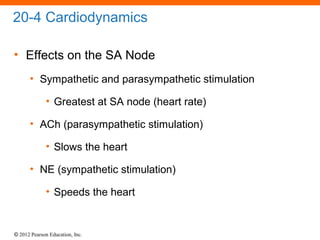 © 2012 Pearson Education, Inc.
20-4 Cardiodynamics
• Effects on the SA Node
• Sympathetic and parasympathetic stimulation
• Greatest at SA node (heart rate)
• ACh (parasympathetic stimulation)
• Slows the heart
• NE (sympathetic stimulation)
• Speeds the heart
 