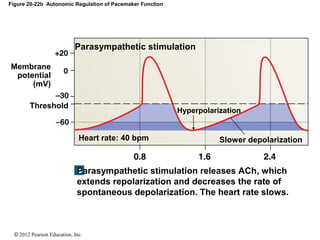 © 2012 Pearson Education, Inc.
Figure 20-22b Autonomic Regulation of Pacemaker Function
Parasympathetic stimulation releases ACh, which
extends repolarization and decreases the rate of
spontaneous depolarization. The heart rate slows.
Slower depolarization
Hyperpolarization
Parasympathetic stimulation
Heart rate: 40 bpm
Membrane
potential
(mV)
Threshold
 