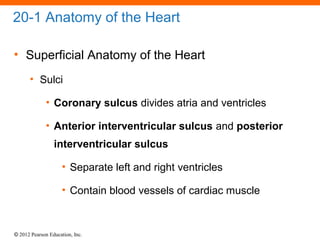 © 2012 Pearson Education, Inc.
20-1 Anatomy of the Heart
• Superficial Anatomy of the Heart
• Sulci
• Coronary sulcus divides atria and ventricles
• Anterior interventricular sulcus and posterior
interventricular sulcus
• Separate left and right ventricles
• Contain blood vessels of cardiac muscle
 