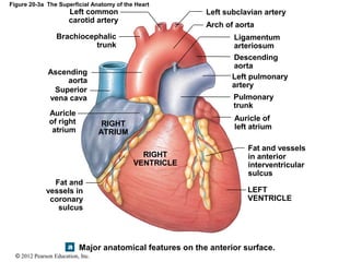 © 2012 Pearson Education, Inc.
Figure 20-3a The Superficial Anatomy of the Heart
Left common
carotid artery
Brachiocephalic
trunk
Ascending
aorta
Superior
vena cava
Auricle
of right
atrium
Fat and
vessels in
coronary
sulcus
Left subclavian artery
Arch of aorta
Ligamentum
arteriosum
Descending
aorta
Left pulmonary
artery
Pulmonary
trunk
Auricle of
left atrium
Fat and vessels
in anterior
interventricular
sulcus
LEFT
VENTRICLE
RIGHT
VENTRICLE
RIGHT
ATRIUM
Major anatomical features on the anterior surface.
 