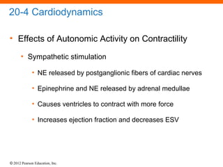 © 2012 Pearson Education, Inc.
20-4 Cardiodynamics
• Effects of Autonomic Activity on Contractility
• Sympathetic stimulation
• NE released by postganglionic fibers of cardiac nerves
• Epinephrine and NE released by adrenal medullae
• Causes ventricles to contract with more force
• Increases ejection fraction and decreases ESV
 