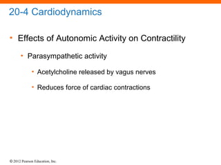 © 2012 Pearson Education, Inc.
20-4 Cardiodynamics
• Effects of Autonomic Activity on Contractility
• Parasympathetic activity
• Acetylcholine released by vagus nerves
• Reduces force of cardiac contractions
 