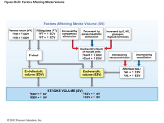 © 2012 Pearson Education, Inc.
Figure 20-23 Factors Affecting Stroke Volume
Preload
Factors Affecting Stroke Volume (SV)
Venous return (VR)
VR = EDV FT = EDV
Filling time (FT) Increased by
sympathetic
stimulation
Decreased by
parasympathetic
stimulation
Increased by E, NE,
glucagon,
thyroid hormones
Contractility (Cont)
of muscle cells
Cont = ESV Increased by
vasoconstriction
Decreased by
vasodilation
Afterload (AL)
AL = ESVEnd-systolic
volume (ESV)
End-diastolic
volume (EDV)
STROKE VOLUME (SV)
ESV = SV
VR = EDV FT = EDV
Cont = ESV
AL = ESV
ESV = SV
EDV = SV
EDV = SV
 