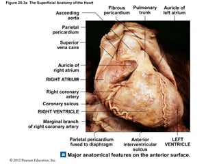 © 2012 Pearson Education, Inc.
Figure 20-3a The Superficial Anatomy of the Heart
Ascending
aorta
Parietal
pericardium
Superior
vena cava
Auricle of
right atrium
RIGHT ATRIUM
Right coronary
artery
Coronary sulcus
RIGHT VENTRICLE
Marginal branch
of right coronary artery
Auricle of
left atrium
Pulmonary
trunk
Fibrous
pericardium
Parietal pericardium
fused to diaphragm
Anterior
interventricular
sulcus
LEFT
VENTRICLE
Major anatomical features on the anterior surface.
 