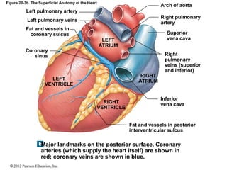 © 2012 Pearson Education, Inc.
Figure 20-3b The Superficial Anatomy of the Heart
Arch of aorta
Right pulmonary
artery
Superior
vena cava
Right
pulmonary
veins (superior
and inferior)
Inferior
vena cava
Fat and vessels in posterior
interventricular sulcus
RIGHT
VENTRICLE
LEFT
VENTRICLE
RIGHT
ATRIUM
LEFT
ATRIUM
Left pulmonary artery
Left pulmonary veins
Fat and vessels in
coronary sulcus
Coronary
sinus
Major landmarks on the posterior surface. Coronary
arteries (which supply the heart itself) are shown in
red; coronary veins are shown in blue.
 