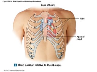 © 2012 Pearson Education, Inc.
Figure 20-3c The Superficial Anatomy of the Heart
Base of heart
Apex of
heart
Ribs
Heart position relative to the rib cage.
1
2
3
4
5
6
7
8
9
10
1
2
3
4
5
6
7
8
9
10
 