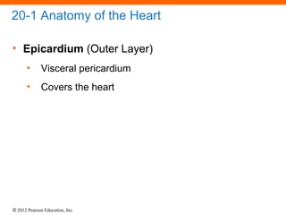 © 2012 Pearson Education, Inc.
20-1 Anatomy of the Heart
• Epicardium (Outer Layer)
• Visceral pericardium
• Covers the heart
 
