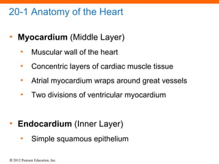 © 2012 Pearson Education, Inc.
20-1 Anatomy of the Heart
• Myocardium (Middle Layer)
• Muscular wall of the heart
• Concentric layers of cardiac muscle tissue
• Atrial myocardium wraps around great vessels
• Two divisions of ventricular myocardium
• Endocardium (Inner Layer)
• Simple squamous epithelium
 