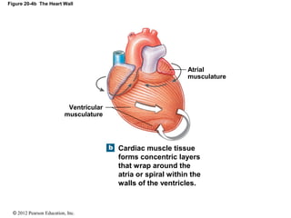 © 2012 Pearson Education, Inc.
Figure 20-4b The Heart Wall
Atrial
musculature
Cardiac muscle tissue
forms concentric layers
that wrap around the
atria or spiral within the
walls of the ventricles.
Ventricular
musculature
 