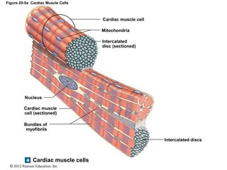 © 2012 Pearson Education, Inc.
Figure 20-5a Cardiac Muscle Cells
Cardiac muscle cells
Nucleus
Cardiac muscle
cell (sectioned)
Bundles of
myofibrils
Cardiac muscle cell
Mitochondria
Intercalated
disc (sectioned)
Intercalated discs
 