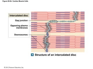 © 2012 Pearson Education, Inc.
Figure 20-5b Cardiac Muscle Cells
Intercalated disc
Gap junction
Opposing plasma
membranes
Desmosomes
Structure of an intercalated disc
 