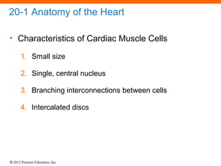 © 2012 Pearson Education, Inc.
20-1 Anatomy of the Heart
• Characteristics of Cardiac Muscle Cells
1. Small size
2. Single, central nucleus
3. Branching interconnections between cells
4. Intercalated discs
 