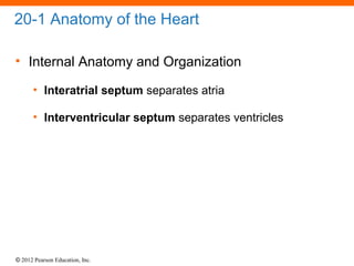 © 2012 Pearson Education, Inc.
20-1 Anatomy of the Heart
• Internal Anatomy and Organization
• Interatrial septum separates atria
• Interventricular septum separates ventricles
 