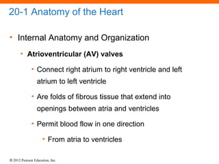 © 2012 Pearson Education, Inc.
20-1 Anatomy of the Heart
• Internal Anatomy and Organization
• Atrioventricular (AV) valves
• Connect right atrium to right ventricle and left
atrium to left ventricle
• Are folds of fibrous tissue that extend into
openings between atria and ventricles
• Permit blood flow in one direction
• From atria to ventricles
 