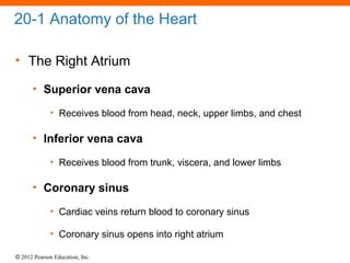 © 2012 Pearson Education, Inc.
20-1 Anatomy of the Heart
• The Right Atrium
• Superior vena cava
• Receives blood from head, neck, upper limbs, and chest
• Inferior vena cava
• Receives blood from trunk, viscera, and lower limbs
• Coronary sinus
• Cardiac veins return blood to coronary sinus
• Coronary sinus opens into right atrium
 