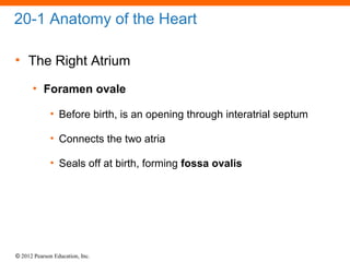 © 2012 Pearson Education, Inc.
20-1 Anatomy of the Heart
• The Right Atrium
• Foramen ovale
• Before birth, is an opening through interatrial septum
• Connects the two atria
• Seals off at birth, forming fossa ovalis
 
