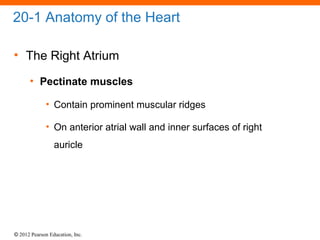 © 2012 Pearson Education, Inc.
20-1 Anatomy of the Heart
• The Right Atrium
• Pectinate muscles
• Contain prominent muscular ridges
• On anterior atrial wall and inner surfaces of right
auricle
 