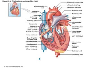 © 2012 Pearson Education, Inc.
Figure 20-6a The Sectional Anatomy of the Heart
Descending aorta
Left common carotid artery
Left subclavian artery
Ligamentum arteriosum
Pulmonary trunk
Pulmonary valve
Left pulmonary
arteries
Left pulmonary
veins
Interatrial septum
Aortic valve
Cusp of left AV
(mitral) valve
LEFT VENTRICLE
Interventricular
septum
Trabeculae
carneae
Moderator band
Aortic arch
LEFT
ATRIUM
Brachiocephalic
trunk
Superior
vena cava
Right
pulmonary
arteries
Ascending aorta
Fossa ovalis
Opening of
coronary sinus
RIGHT ATRIUM
Pectinate muscles
Conus arteriosus
Cusp of right AV
(tricuspid) valve
Chordae tendineae
Papillary muscles
RIGHT VENTRICLE
Inferior vena cava
 