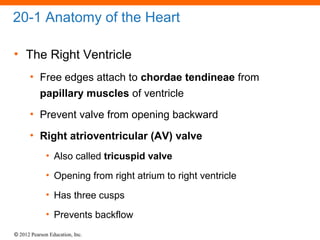 © 2012 Pearson Education, Inc.
20-1 Anatomy of the Heart
• The Right Ventricle
• Free edges attach to chordae tendineae from
papillary muscles of ventricle
• Prevent valve from opening backward
• Right atrioventricular (AV) valve
• Also called tricuspid valve
• Opening from right atrium to right ventricle
• Has three cusps
• Prevents backflow
 