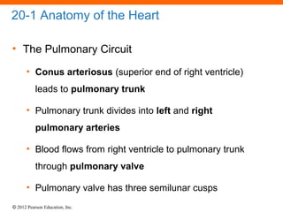 © 2012 Pearson Education, Inc.
20-1 Anatomy of the Heart
• The Pulmonary Circuit
• Conus arteriosus (superior end of right ventricle)
leads to pulmonary trunk
• Pulmonary trunk divides into left and right
pulmonary arteries
• Blood flows from right ventricle to pulmonary trunk
through pulmonary valve
• Pulmonary valve has three semilunar cusps
 