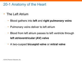 © 2012 Pearson Education, Inc.
20-1 Anatomy of the Heart
• The Left Atrium
• Blood gathers into left and right pulmonary veins
• Pulmonary veins deliver to left atrium
• Blood from left atrium passes to left ventricle through
left atrioventricular (AV) valve
• A two-cusped bicuspid valve or mitral valve
 