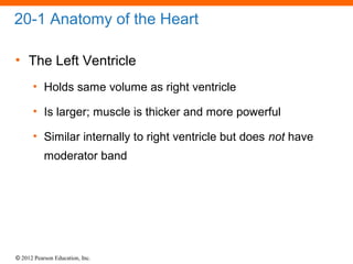 © 2012 Pearson Education, Inc.
20-1 Anatomy of the Heart
• The Left Ventricle
• Holds same volume as right ventricle
• Is larger; muscle is thicker and more powerful
• Similar internally to right ventricle but does not have
moderator band
 