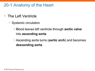 © 2012 Pearson Education, Inc.
20-1 Anatomy of the Heart
• The Left Ventricle
• Systemic circulation
• Blood leaves left ventricle through aortic valve
into ascending aorta
• Ascending aorta turns (aortic arch) and becomes
descending aorta
 