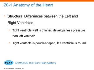 © 2012 Pearson Education, Inc.
20-1 Anatomy of the Heart
• Structural Differences between the Left and
Right Ventricles
• Right ventricle wall is thinner, develops less pressure
than left ventricle
• Right ventricle is pouch-shaped, left ventricle is round
ANIMATION The Heart: Heart Anatomy
 