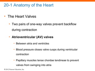 © 2012 Pearson Education, Inc.
20-1 Anatomy of the Heart
• The Heart Valves
• Two pairs of one-way valves prevent backflow
during contraction
• Atrioventricular (AV) valves
• Between atria and ventricles
• Blood pressure closes valve cusps during ventricular
contraction
• Papillary muscles tense chordae tendineae to prevent
valves from swinging into atria
 