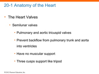 © 2012 Pearson Education, Inc.
20-1 Anatomy of the Heart
• The Heart Valves
• Semilunar valves
• Pulmonary and aortic tricuspid valves
• Prevent backflow from pulmonary trunk and aorta
into ventricles
• Have no muscular support
• Three cusps support like tripod
 
