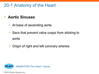 © 2012 Pearson Education, Inc.
20-1 Anatomy of the Heart
• Aortic Sinuses
• At base of ascending aorta
• Sacs that prevent valve cusps from sticking to
aorta
• Origin of right and left coronary arteries
ANIMATION The Heart: Valves
 