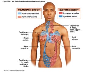 © 2012 Pearson Education, Inc.
Figure 20-1 An Overview of the Cardiovascular System
PULMONARY CIRCUIT SYSTEMIC CIRCUIT
Pulmonary arteries
Pulmonary veins Systemic veins
Systemic arteries
Capillaries
in lungs
Right
atrium
Right
ventricle
Capillaries
in trunk
and lower
limbs
Capillaries
in head,
neck, upper
limbs
Left
atrium
Left
ventricle
 