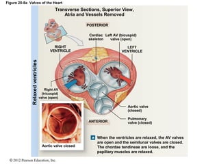 © 2012 Pearson Education, Inc.
Figure 20-8a Valves of the Heart
Relaxedventricles
Right AV
(tricuspid)
valve (open)
Transverse Sections, Superior View,
Atria and Vessels Removed
POSTERIOR
RIGHT
VENTRICLE
Cardiac
skeleton
Left AV (bicuspid)
valve (open)
LEFT
VENTRICLE
Aortic valve
(closed)
Pulmonary
valve (closed)ANTERIOR
Aortic valve closed
When the ventricles are relaxed, the AV valves
are open and the semilunar valves are closed.
The chordae tendineae are loose, and the
papillary muscles are relaxed.
 