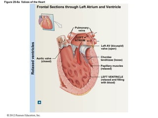 © 2012 Pearson Education, Inc.
Figure 20-8a Valves of the Heart
Aortic valve
(closed)
LEFT
ATRIUM
Left AV (bicuspid)
valve (open)
Chordae
tendineae (loose)
Papillary muscles
(relaxed)
LEFT VENTRICLE
(relaxed and filling
with blood)
Pulmonary
veins
Frontal Sections through Left Atrium and Ventricle
Relaxedventricles
 
