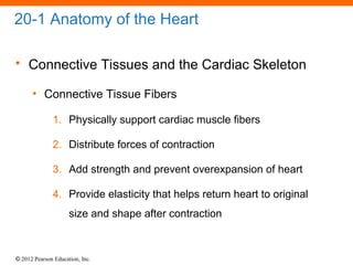 © 2012 Pearson Education, Inc.
20-1 Anatomy of the Heart
• Connective Tissues and the Cardiac Skeleton
• Connective Tissue Fibers
1. Physically support cardiac muscle fibers
2. Distribute forces of contraction
3. Add strength and prevent overexpansion of heart
4. Provide elasticity that helps return heart to original
size and shape after contraction
 