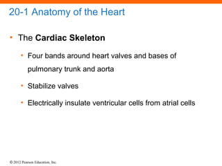 © 2012 Pearson Education, Inc.
20-1 Anatomy of the Heart
• The Cardiac Skeleton
• Four bands around heart valves and bases of
pulmonary trunk and aorta
• Stabilize valves
• Electrically insulate ventricular cells from atrial cells
 
