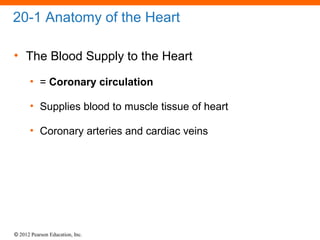 © 2012 Pearson Education, Inc.
20-1 Anatomy of the Heart
• The Blood Supply to the Heart
• = Coronary circulation
• Supplies blood to muscle tissue of heart
• Coronary arteries and cardiac veins
 