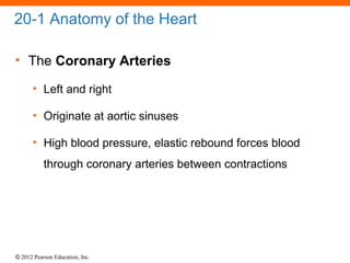 © 2012 Pearson Education, Inc.
20-1 Anatomy of the Heart
• The Coronary Arteries
• Left and right
• Originate at aortic sinuses
• High blood pressure, elastic rebound forces blood
through coronary arteries between contractions
 
