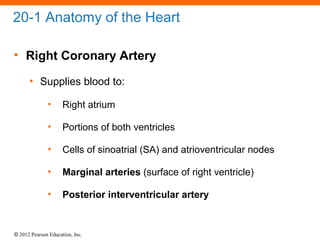 © 2012 Pearson Education, Inc.
20-1 Anatomy of the Heart
• Right Coronary Artery
• Supplies blood to:
• Right atrium
• Portions of both ventricles
• Cells of sinoatrial (SA) and atrioventricular nodes
• Marginal arteries (surface of right ventricle)
• Posterior interventricular artery
 