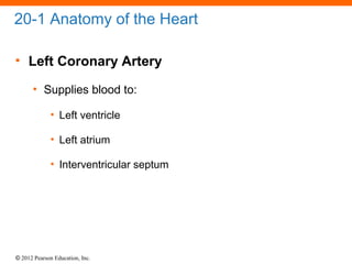 © 2012 Pearson Education, Inc.
20-1 Anatomy of the Heart
• Left Coronary Artery
• Supplies blood to:
• Left ventricle
• Left atrium
• Interventricular septum
 