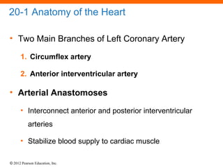 © 2012 Pearson Education, Inc.
20-1 Anatomy of the Heart
• Two Main Branches of Left Coronary Artery
1. Circumflex artery
2. Anterior interventricular artery
• Arterial Anastomoses
• Interconnect anterior and posterior interventricular
arteries
• Stabilize blood supply to cardiac muscle
 