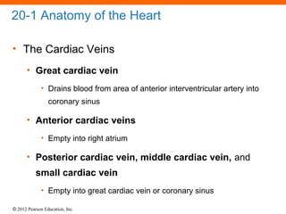 © 2012 Pearson Education, Inc.
20-1 Anatomy of the Heart
• The Cardiac Veins
• Great cardiac vein
• Drains blood from area of anterior interventricular artery into
coronary sinus
• Anterior cardiac veins
• Empty into right atrium
• Posterior cardiac vein, middle cardiac vein, and
small cardiac vein
• Empty into great cardiac vein or coronary sinus
 