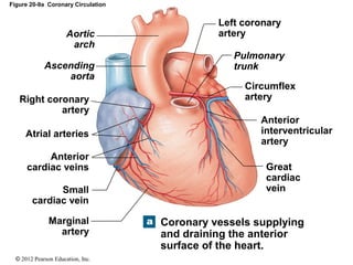 © 2012 Pearson Education, Inc.
Figure 20-9a Coronary Circulation
Aortic
arch
Ascending
aorta
Right coronary
artery
Atrial arteries
Anterior
cardiac veins
Small
cardiac vein
Marginal
artery
Left coronary
artery
Pulmonary
trunk
Circumflex
artery
Anterior
interventricular
artery
Great
cardiac
vein
Coronary vessels supplying
and draining the anterior
surface of the heart.
 
