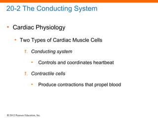 © 2012 Pearson Education, Inc.
20-2 The Conducting System
• Cardiac Physiology
• Two Types of Cardiac Muscle Cells
1. Conducting system
• Controls and coordinates heartbeat
1. Contractile cells
• Produce contractions that propel blood
 