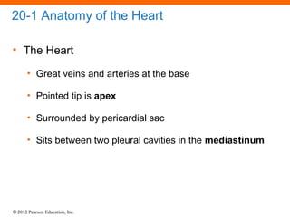 © 2012 Pearson Education, Inc.
20-1 Anatomy of the Heart
• The Heart
• Great veins and arteries at the base
• Pointed tip is apex
• Surrounded by pericardial sac
• Sits between two pleural cavities in the mediastinum
 